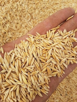 10/mt of Winteroo Oats