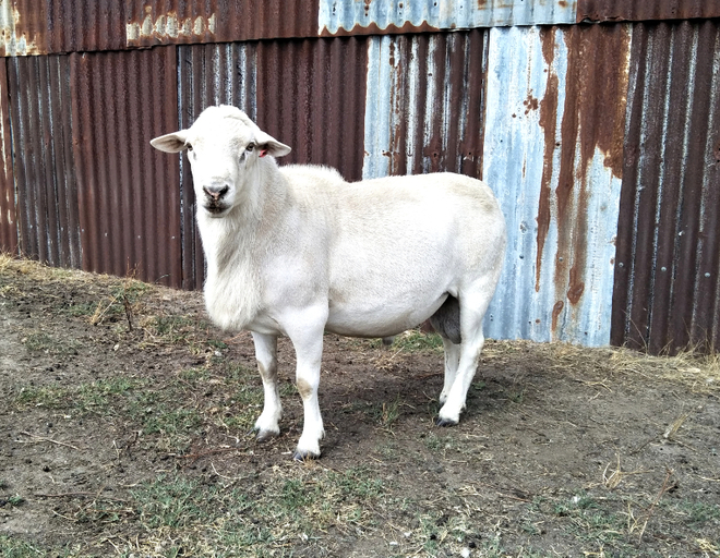 Australian White Ram