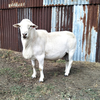 Australian White Ram