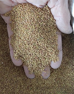 Lucerne Seed