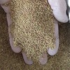 Lucerne Seed