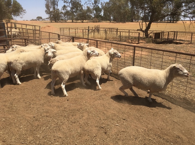 16 x Poll Dorset & White Suffolk Rams