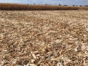 Maize Stubble Straw Mulch