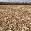 Maize Stubble Straw Mulch