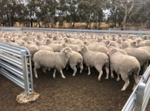EOI - Approx 820 White Tag & 870 Orange Tag MPM Merino Breeding Ewes