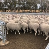 EOI - Approx 820 White Tag & 870 Orange Tag MPM Merino Breeding Ewes