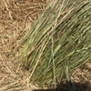 75mt Barley & Rye Hay 580kg 8x4x3 Bales