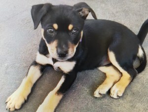 Kelpie Pup - Female- 5 months old
