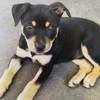 Kelpie Pup - Female- 5 months old
