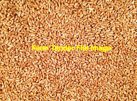 50mt Feed Wheat