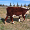 Hereford Steers 7 Head