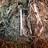 Vetch Hay 8X4X3