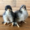 Pekin Bantam Chicks - Available Now!