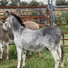 2yo Male Donkey 