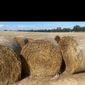 200 x Oaten Hay 4x4 Rolls