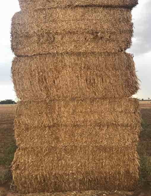 700 m/t of Canola Hay 8x4x3 670Kg Bales