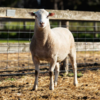 Under Auction - Lot 24 Highlander Ram 190463 (DLE Ram Auction A100 - 10th Sept via Auctionsplus) 