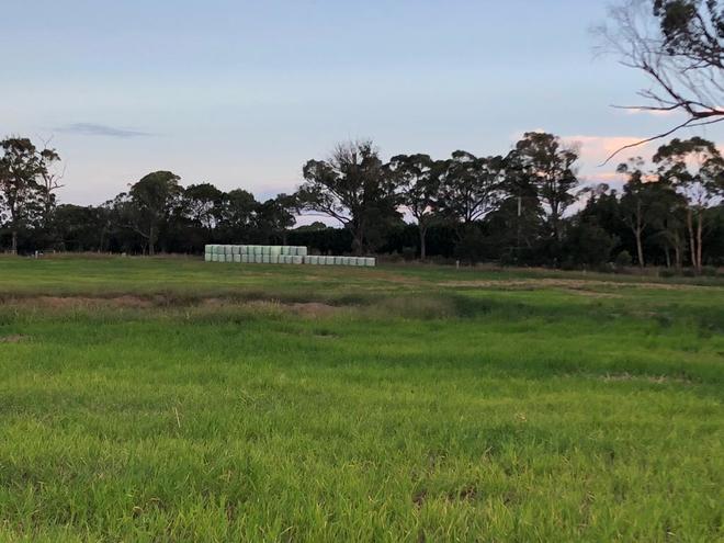 Millet Silage Bales - February 2019 Cut
