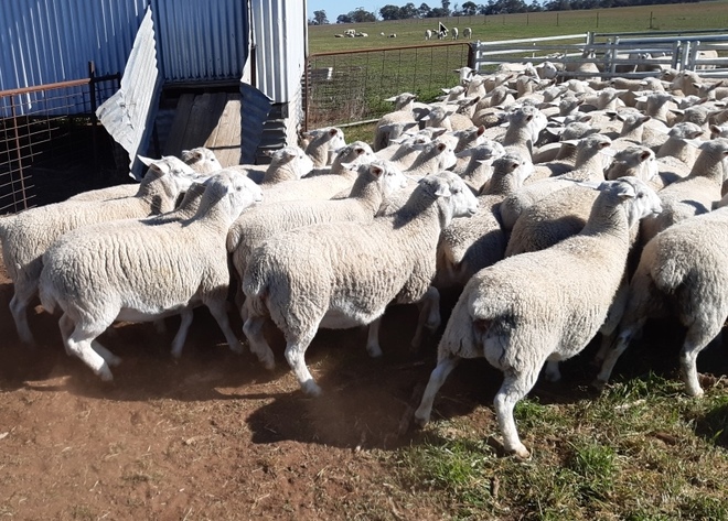 220 x 2019 White Dorper Ewes (Ready To Join)