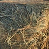 Wheaten Hay 550kg 8x4x3 Bales