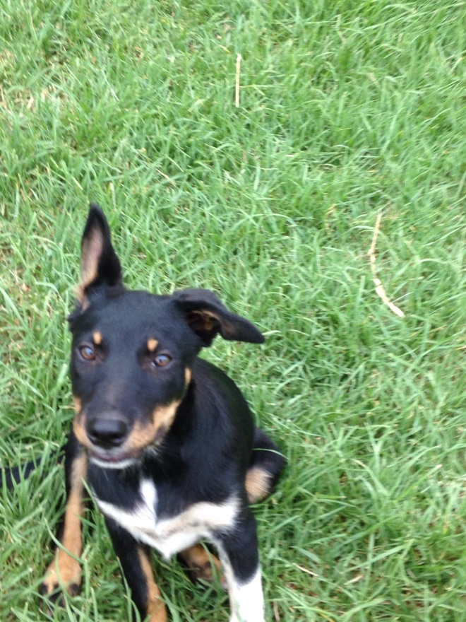 Border Collie x Kelpie Pup 
