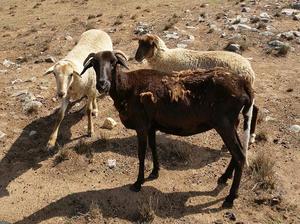 Damara & Damara x Sheep - suit hobby farm