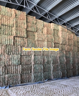 Vetch Hay 8x4x3 Bales 600kg (Seller to Freight)