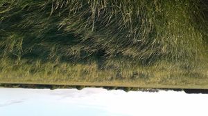 Perennial Ryegrass Hay  Rounds