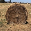 Pasture Hay Natural grasses  80  rolls