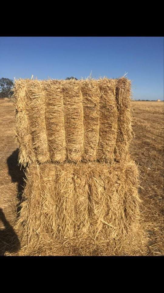 300mt Wheaten Hay 600+kg 8x4x3 Bales