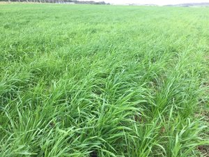 Southern Green Ryecorn