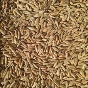 Durack Oats