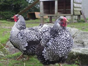 Fertilised pure Wyandotte eggs