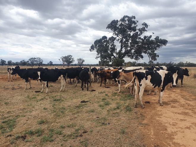 34 Top Quality Replacement Dairy Heifers - Joined to Jersey Bull 