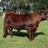 Red Angus Registered Stud Bulls