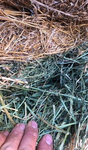 Lucerne Hay 5x4 Rolls 3rd cut