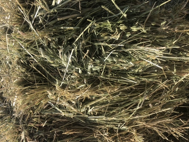 New season Oaten hay . Price is per Bale
