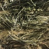 New season Oaten hay . Price is per Bale