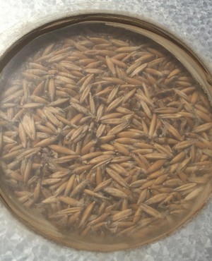 Matika cleaned ready to sow