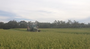 Sorry Sold Out for 2020. Awnless Barley Seed