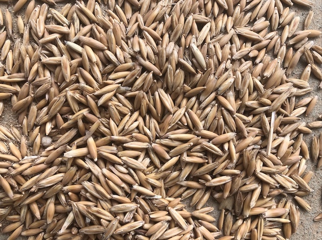 40mt Winteroo Seed Oats