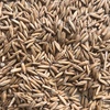 40mt Winteroo Seed Oats