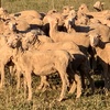 Future breeder Dohne ewe lambs