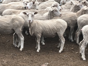 80 x 4 & 5 yr old 1st Cross Ewes (Scanned in lamb to Southdown Rams)