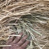 200 x Wheaten Rye Hay 5x4 Rolls 'New Season'