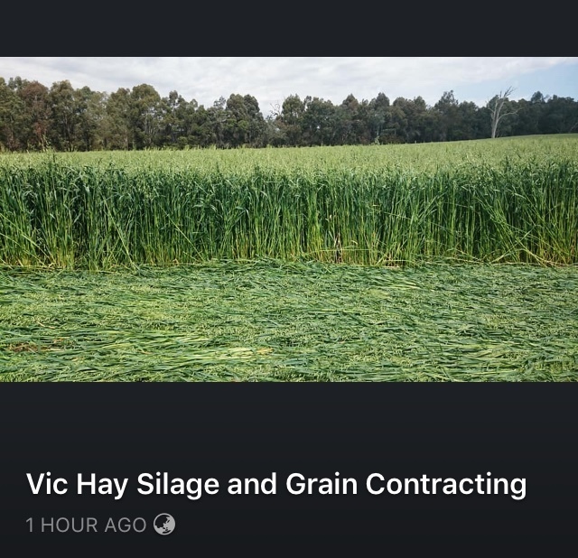 Clover/Oat and Rye small squares