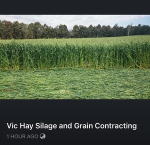 Clover/Oat and Rye small squares