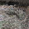 Vetch Hay 8x4x3 Bales
