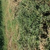 1000 x Lucerne Hay Small Bales - 2nd & 3rd cut - A grade