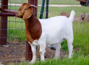 Purebred Live Healthy Male and Female Boer Goat for Sale,
